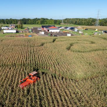 A red harvester working in a cornfield with farm buildings in the background.