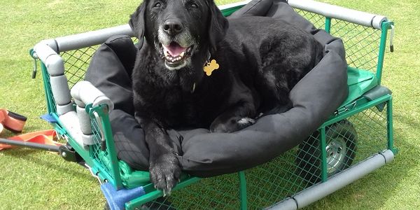 Ozzie in his 'Oz Cab'