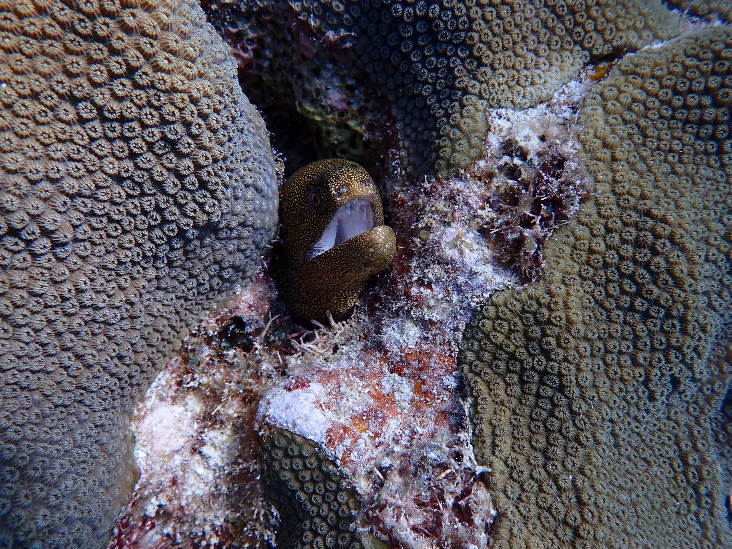 Moray eel peeking from coral reef.