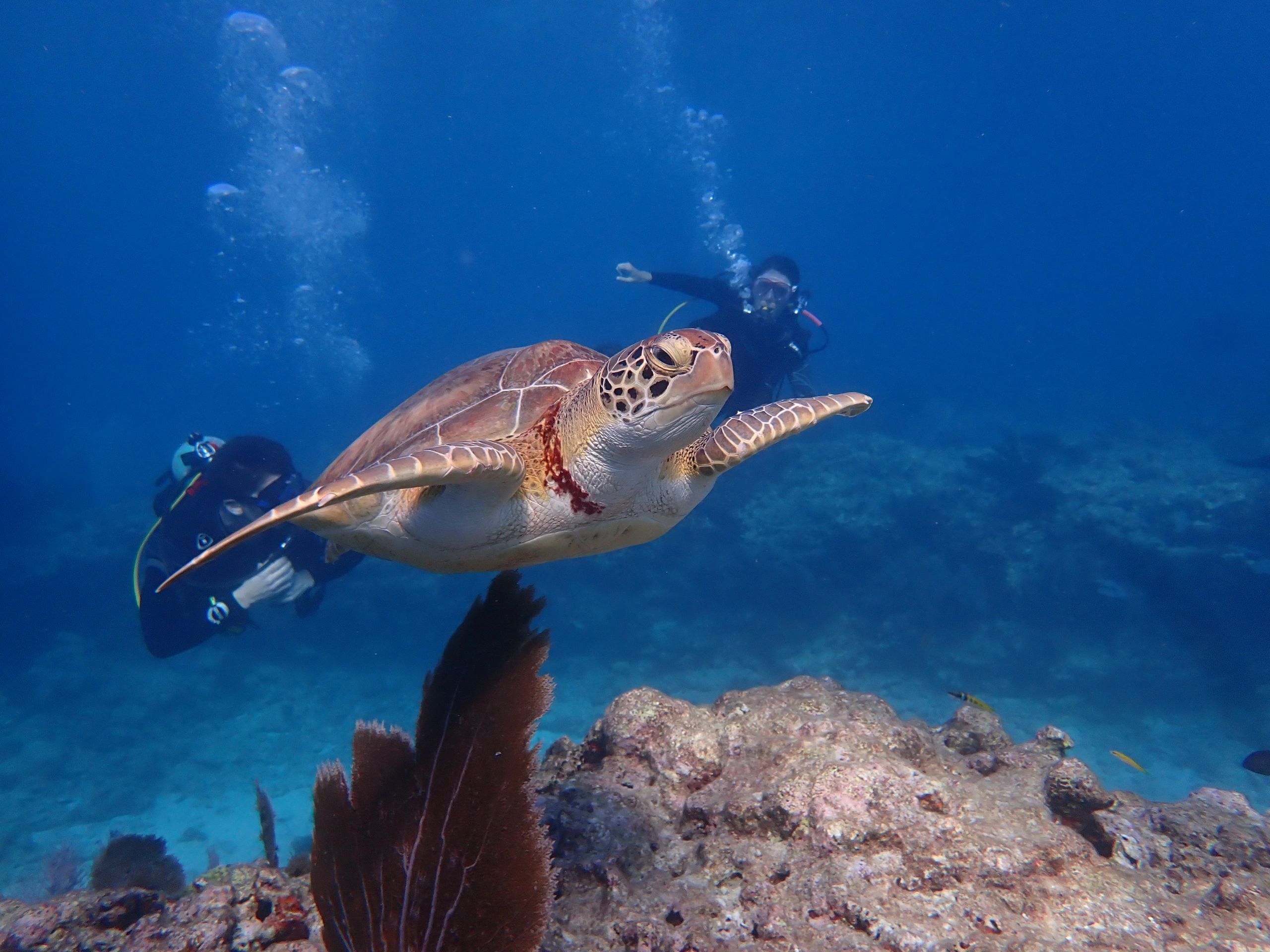A sea turtle glides past during a guided scuba diving tour in the shallow reefs of Key Largo.