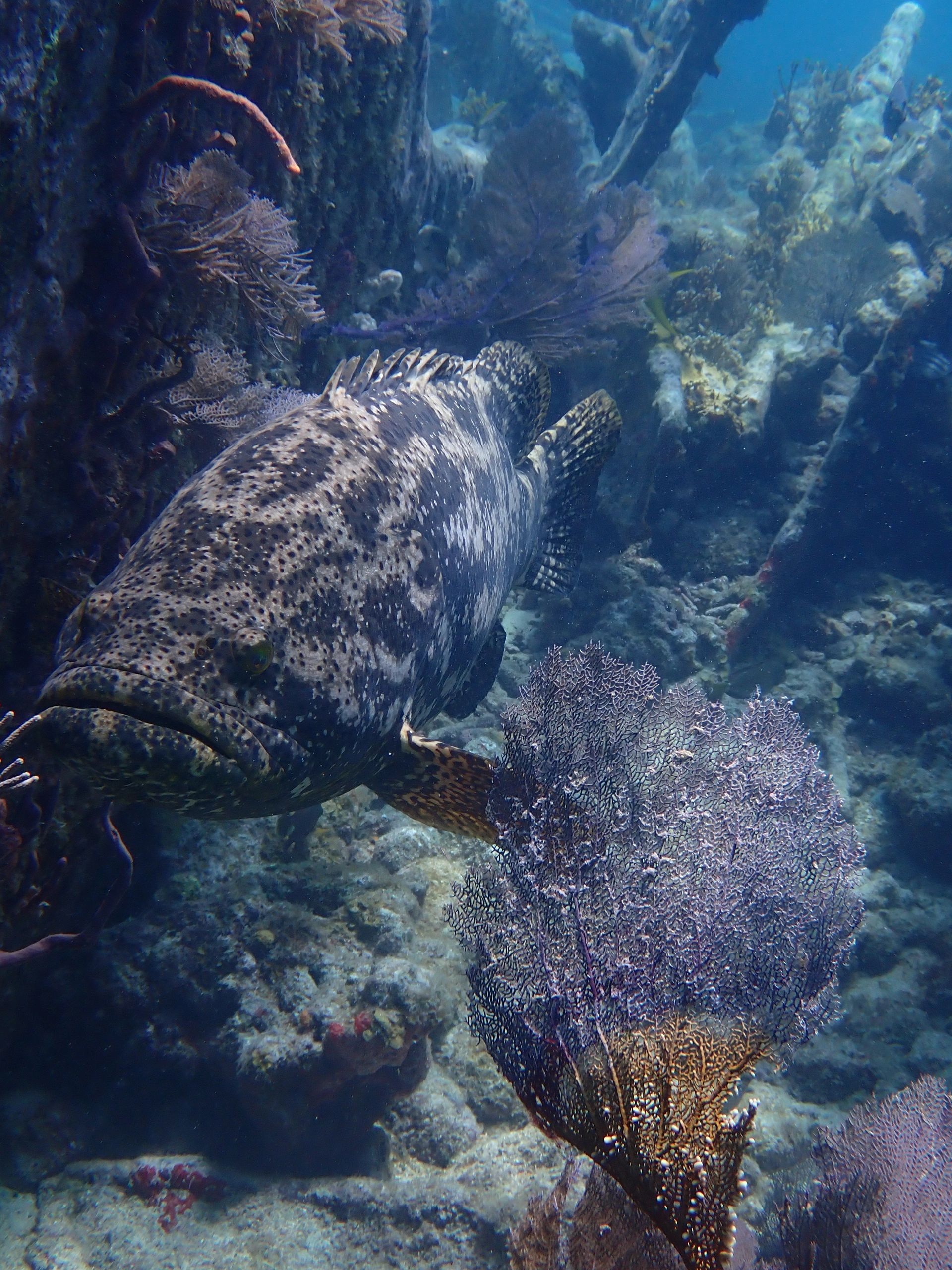 Large spotted fish swims near coral in underwater scene.