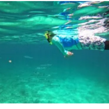 person snorkeling Key Largo reef with barracuda