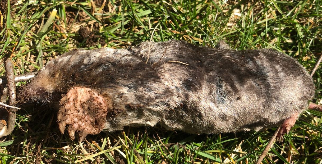 Mole Trapping  #1 Best Southern Connecticut Lawn Mole Pros