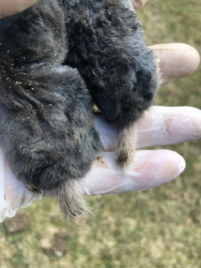 Hairy tailed mole trapping