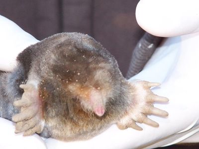 Eastern Mole