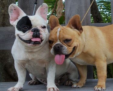 French Bulldog Puppies For Sale Happy Kennels