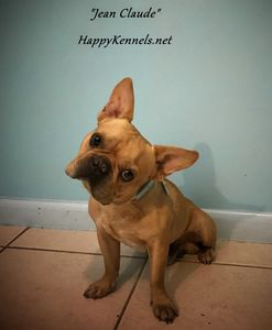 red french bulldog stud