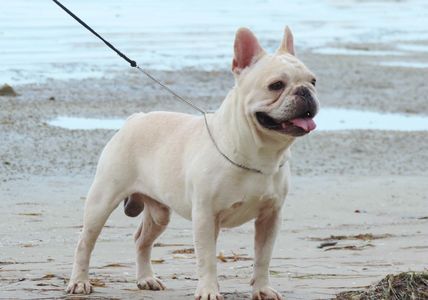 cream french bulldog stud / sire