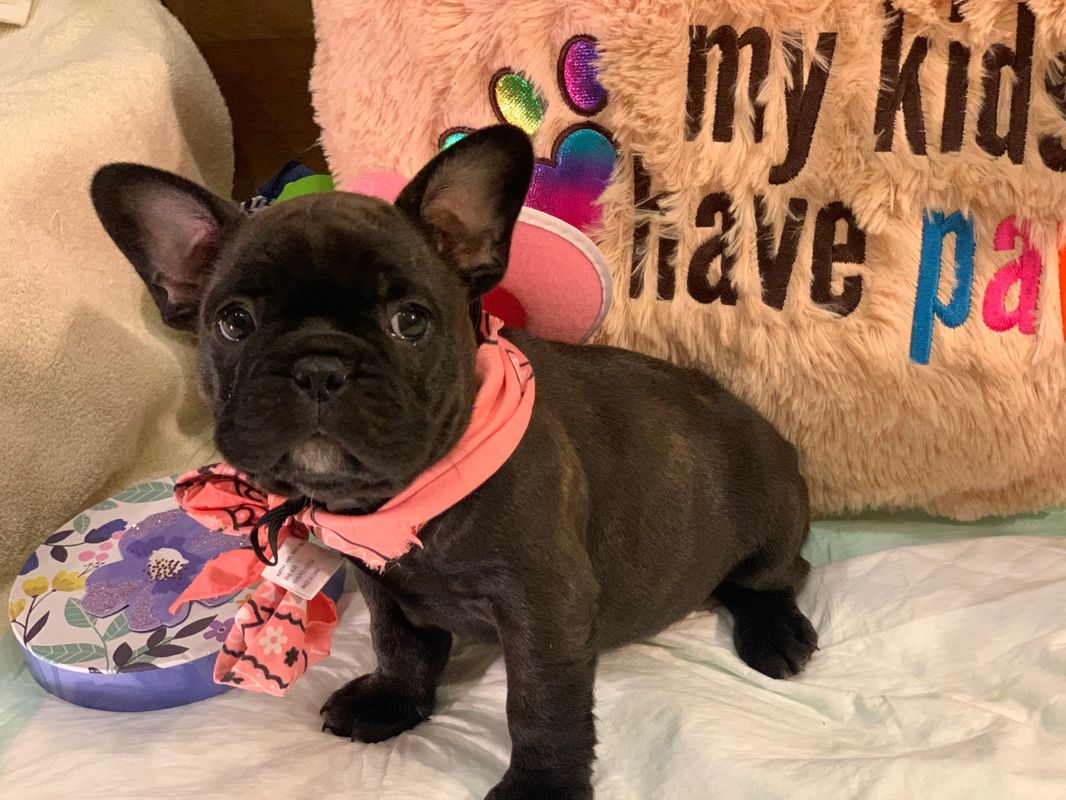 french bulldogs for sale in florida tampa