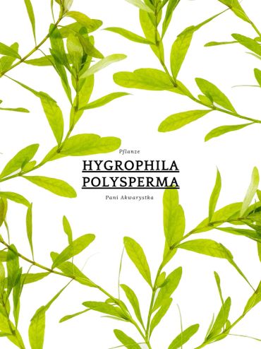 Green Hygrophila polysperma aquatic plant leaves on white background with text.