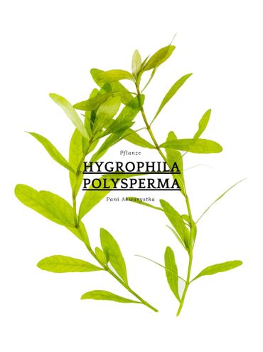 Bright green Hygrophila polysperma aquatic plant on white background.