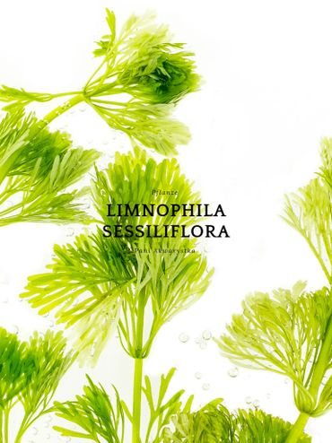Close-up of green Limnophila Sessiliflora aquatic plants on white background.