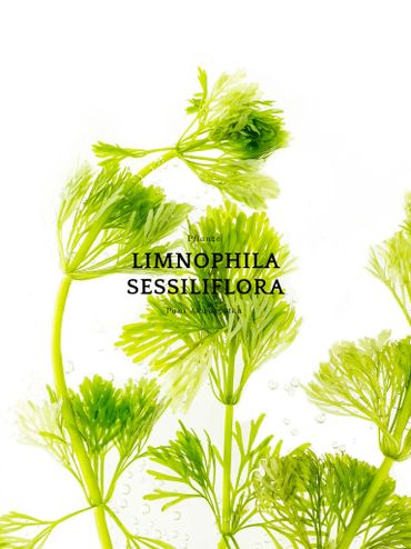 Green Limnophila Sessiliflora aquatic plants with delicate leaves on white background.