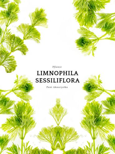 Bright green Limnophila Sessiliflora plants arranged around text on a white background.