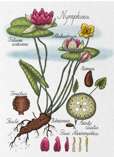 Botanical illustration of Nymphaea with labeled parts and seed detail.