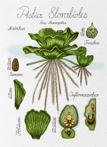 Botanical illustration of Pistia stratiotes showing plant parts.