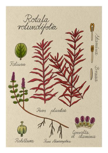 Botanical illustration of Rotala rotundifolia plant parts with labels.