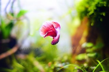 Bojownik w akwarium, Betta o różowym kolorze z pięknym ogonem