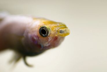 Samiec gupika, zbliżenie na usta i czy ryby w powiększeniu