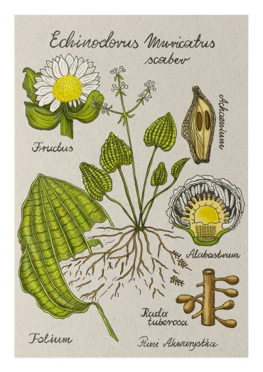 Botanical illustration of Echinodorus muricatus with labeled parts.