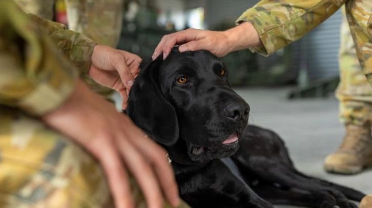 Paws Unit Paw patrol brings calm to units