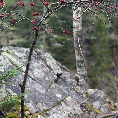 Photo of a Rowan Tree with red berries