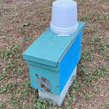 Nucs for sale in Commerce, GA