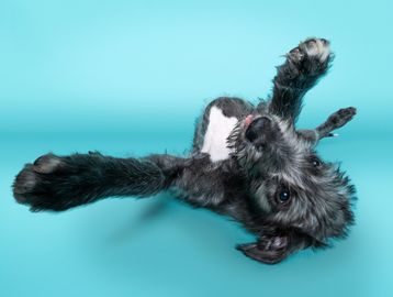 Playful dog lying on its back on a blue surface.