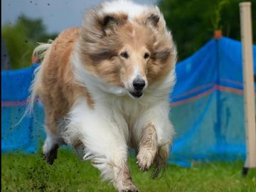 A fluffy dog running energetically on grass during an outdoor event.
