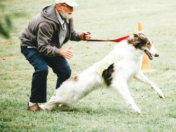 An elderly man holding a leash as a dog lunges forward on grass.