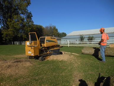 backyard stump removal