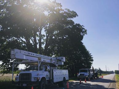 Roadside side tree removals