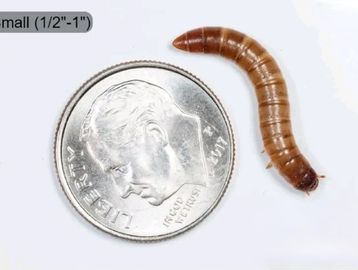 Wholesale wax worm / Bee Moths, Waxworm and Mealworm Breeder Kits