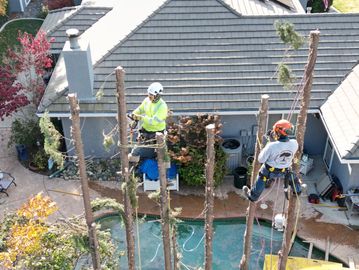 Tree removal service in Gridley ca
tree removal Gridley 
arborist removal 
tree service Gridley 

