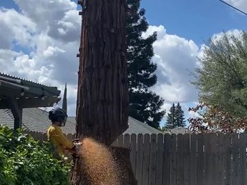 tree removal service in yuba city sutter county 
yellow tree arborist