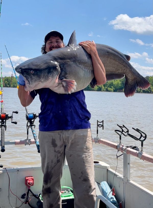 How to Catch Catfish with Planer Boards - Learn To Use Planer Boards for  Catfish 