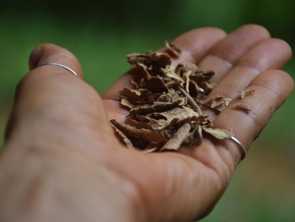 Hand holding raw Iboga root bark. Iboga in it's natural form with all the alkaloids and plant pulp.