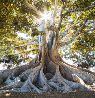 A strong root system for a tropical tree representing Mother Nature and plant medicine.
