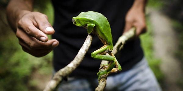 Giant monkey tree frog about to share its excretion with the man harvesting. The frog is unharmed.