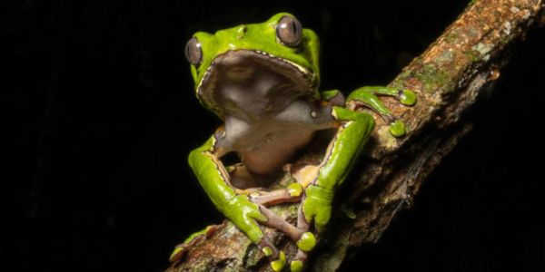 Kambo frog in its natural habitat. The medicine is harvested and used in our Kambo retreats.