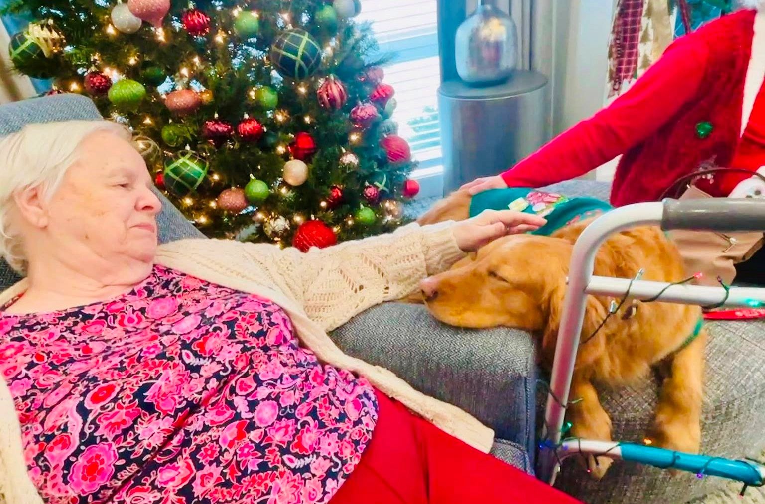 Therapy Dog Training Program Near Me