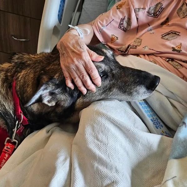 Certified Therapy Dog Training Near Me New Bern Therapy Dog Training