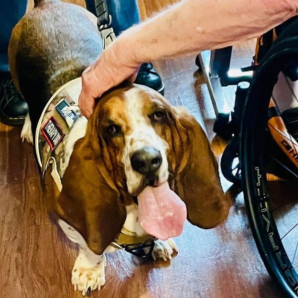 Certified Therapy Dog Training Near Me New Bern Therapy Dog Training