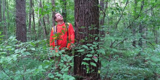 Loblolly Pine Plylog tree in northwest Georgia sawtimber quality