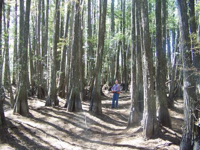 What's YOUR timber worth?