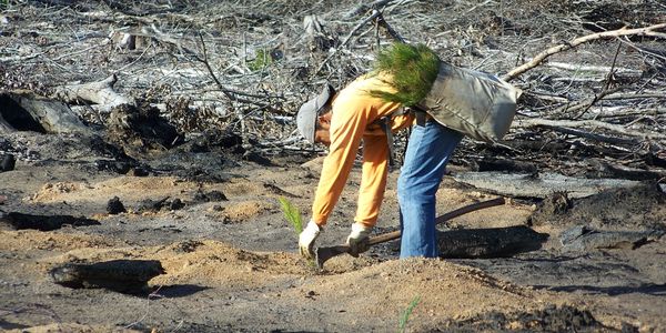 Reforestation hand planting containerized seedlings