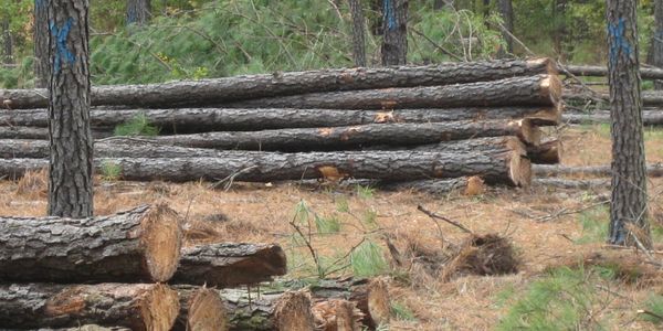 A marked thinning of a mature loblolly pine plantation.  We keep the best trees to grow larger!