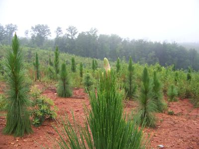 Young Longleaf Pine Plantation