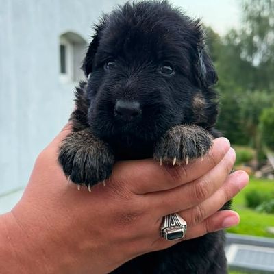 Small black puppy being held in one hand.