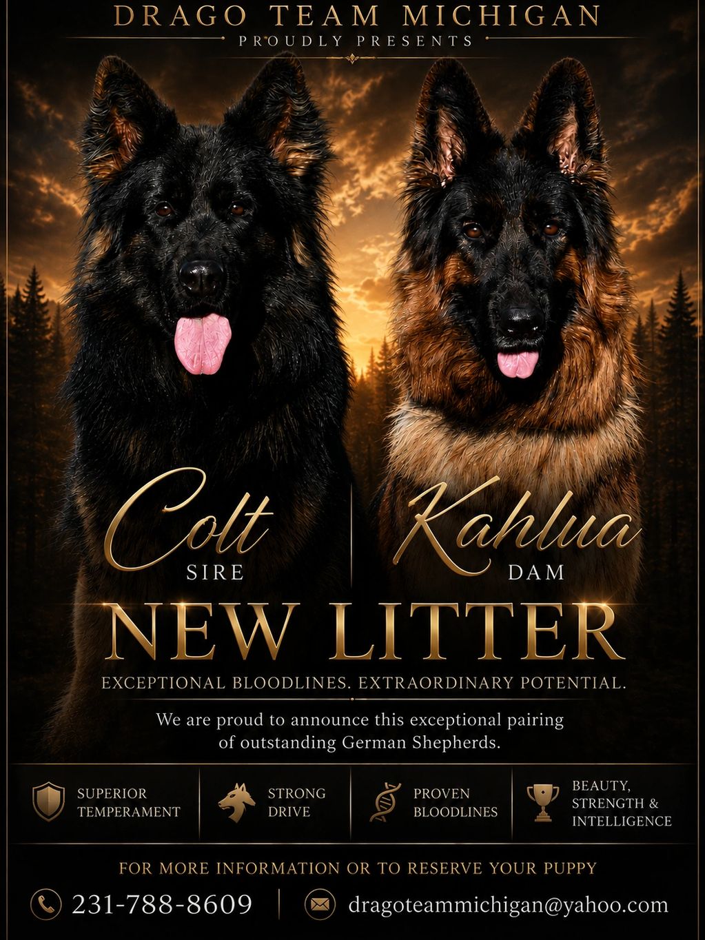 Drago Team Michigan presents new German Shepherd litter with superior traits.